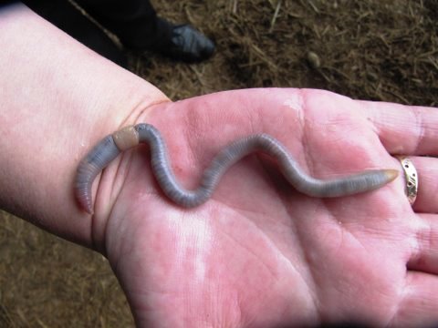Soil Health